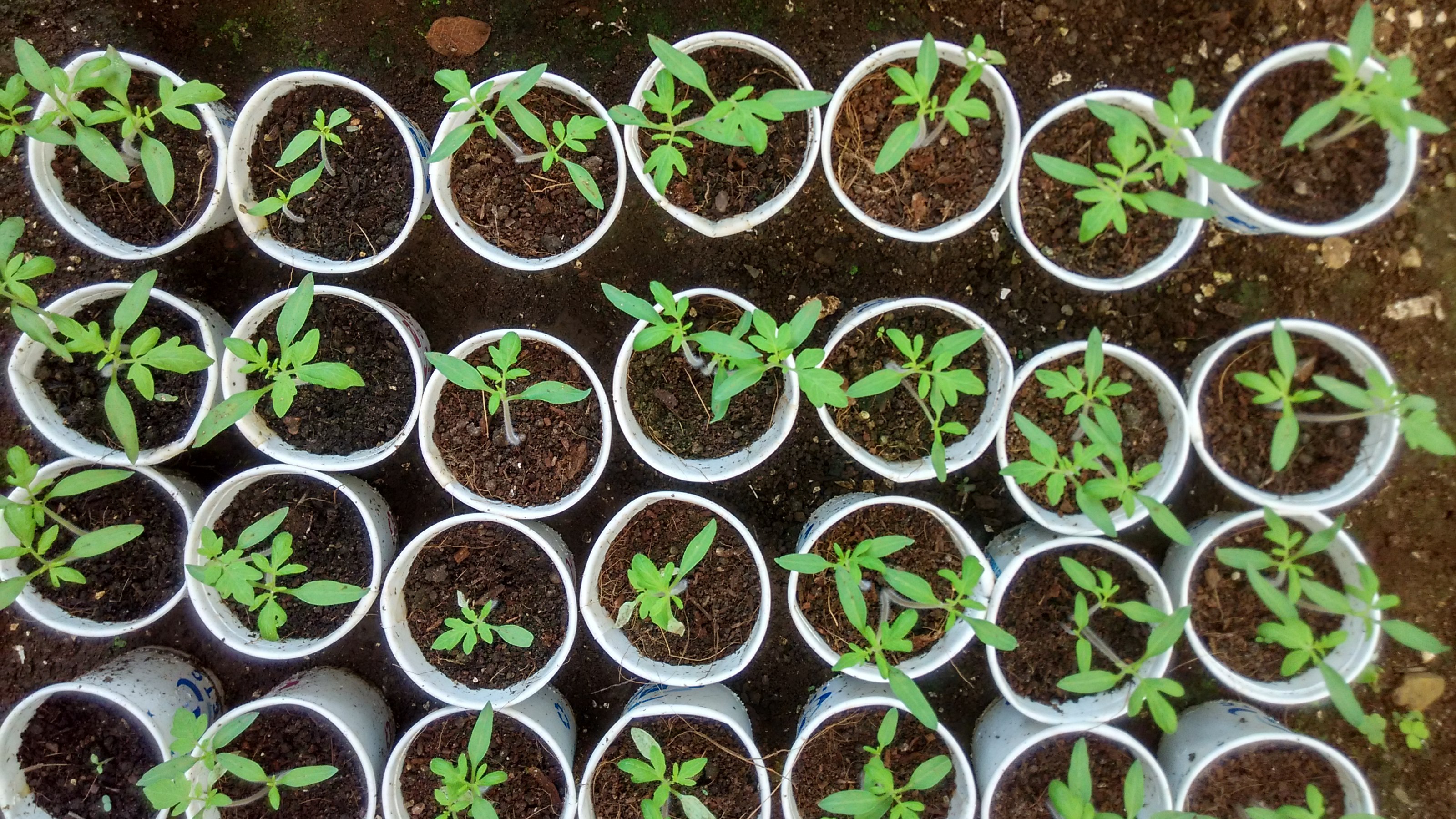 Seedlings ready for the season