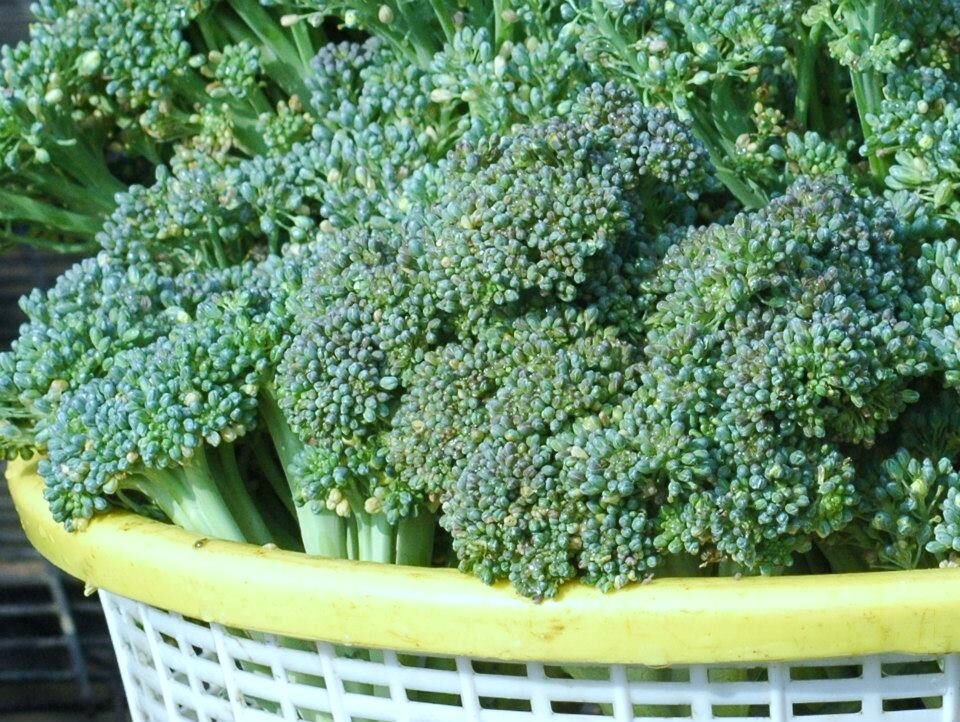A head of broccoli ready to cut