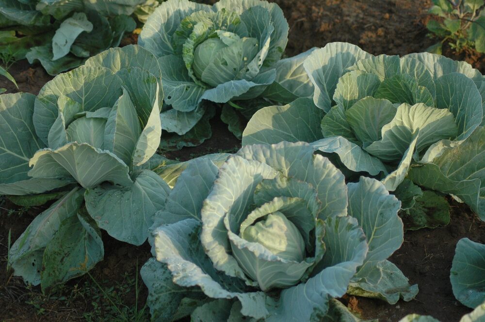 Cabbages in a winter bed
