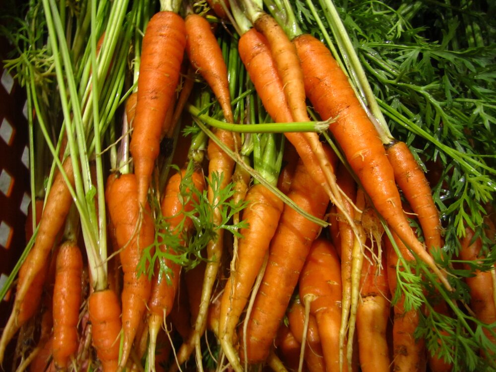 Fresh-pulled carrots