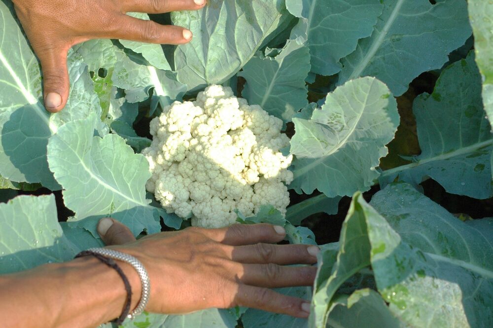 A cauliflower head in the bed
