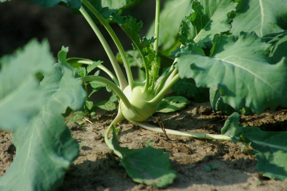 Knol khol, the swollen-stem vegetable