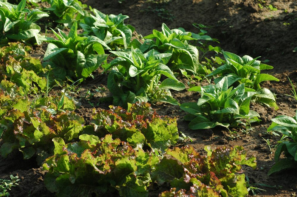 Lettuce growing in a pot