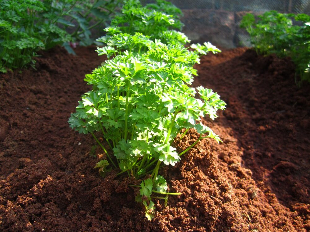 A pot of fresh parsley