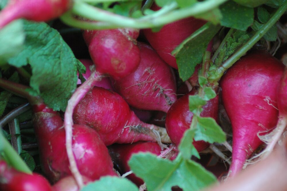 Red radishes just harvested