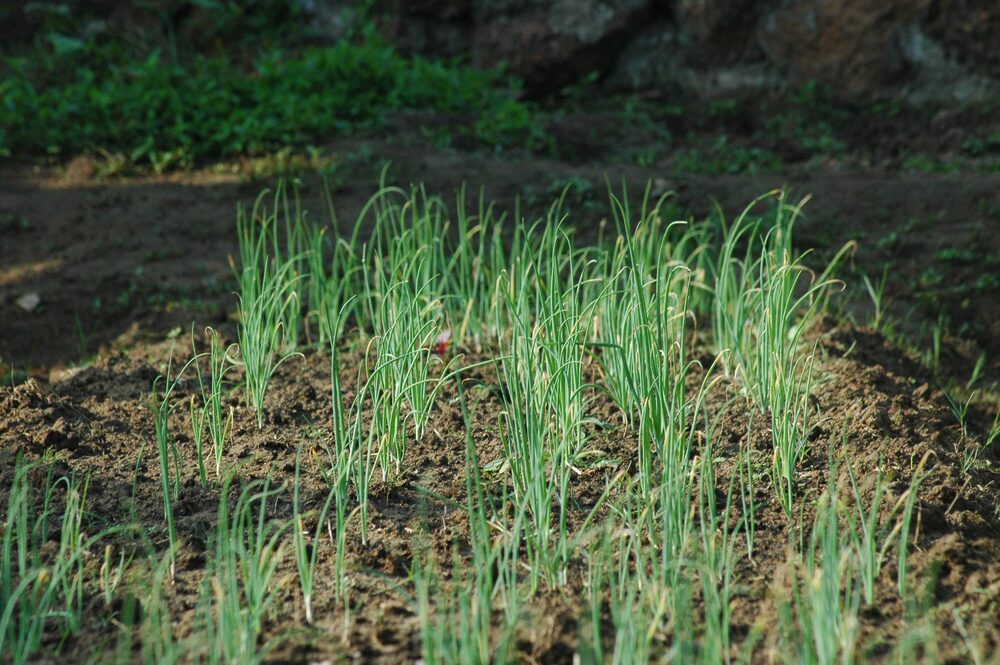 Spring onions growing in rows